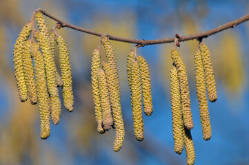 In the spring, hazel (Corylus avellana) blooms in the forest