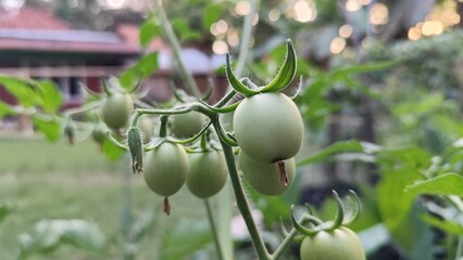 tomato plant
