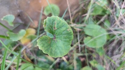 close up of leaves