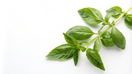 Obraz premium Fresh Green Basil Sprig Isolated on White Background