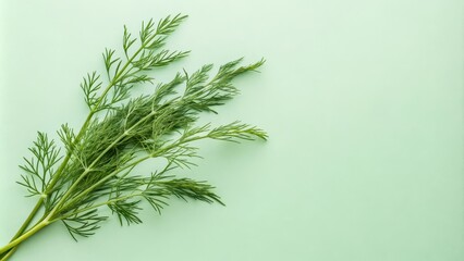 A cluster of fresh dill sprigs arranged in a corner on a light green background