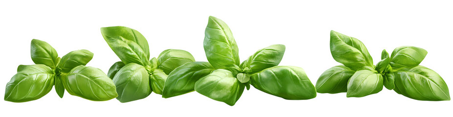 Fototapeta premium Fresh green basil leaves grown in a herb garden isolated against a transparent background