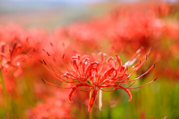彼岸花咲く秋景色　愛知県半田市