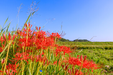 彼岸花咲く秋景色　愛知県半田市