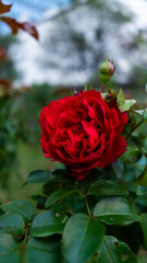 Vibrant Red Rose Blooming in an Urban Garden with Skyscraper in Background