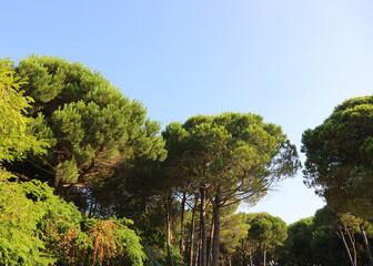 Fototapeta premium trees with dense green foliage of the maritime pine species typical of temperate mediterranean areas
