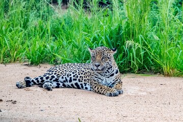 Jaguar relaxing on a sand bank in the pantanal