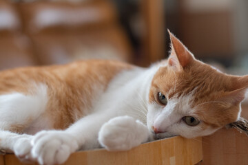 くつろぐ可愛い猫　茶トラ白