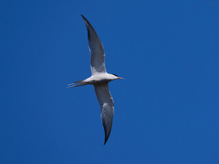 Common tern (Sterna hirundo)