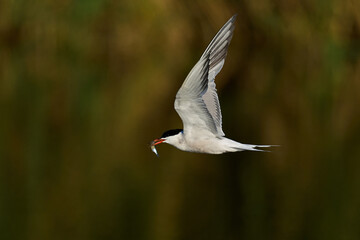 Common tern (Sterna hirundo)