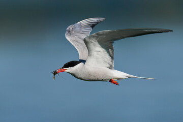 Common tern (Sterna hirundo)