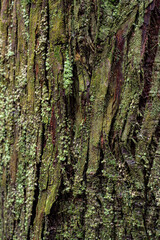 Obraz premium 苔の生えたスギの木の表面