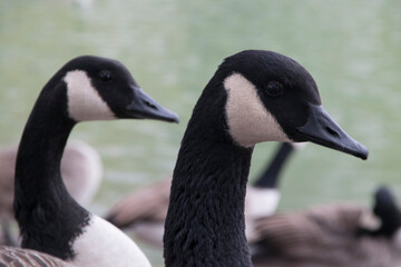 Porträt einer Kanadagans vor Gruppe von Vögeln