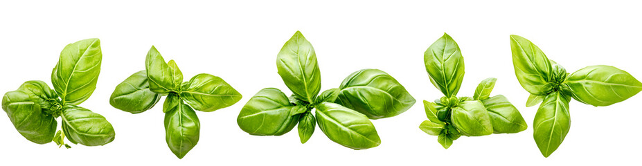Fototapeta premium Fresh green basil leaves grown in a herb garden isolated against a transparent background