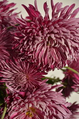Pink colorful fluffy chrysanthemums on a light background