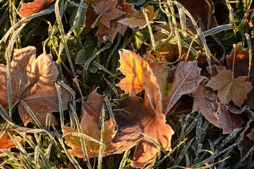 Fallen maple leaves on the grass after autumn frosts