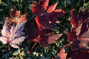 Red maple leaves lie on the grass in the garden