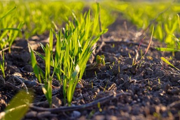 Sprouts of winter rye at sunset. Young stalks of wheat