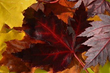 Beautiful red and yellow autumn leaves on earth
