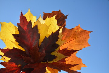 Multi -colored autumn maple leaves against the background of the blue sky