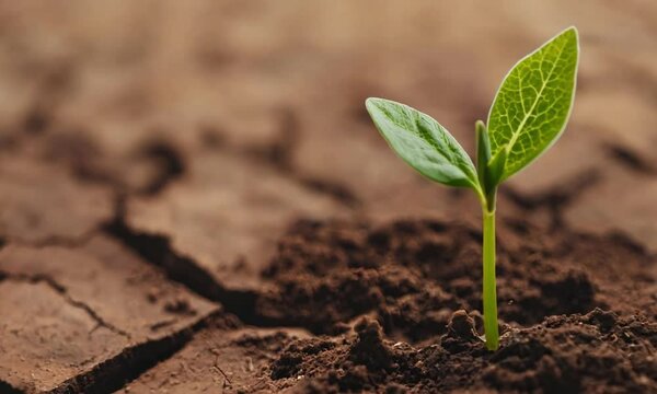 Young Green Plant Growing in Dry Cracked Soil Symbolizing Hope and Resilience in Adverse Conditions