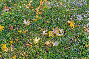 There are leaves and snow on the grass
