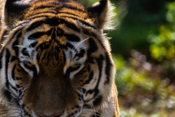 View of the Siberian tiger in the zoo