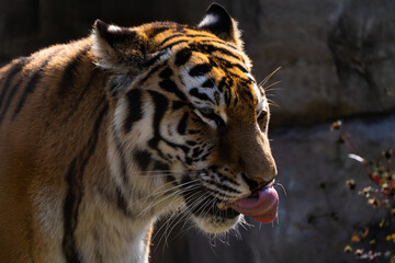 View of the Siberian tiger in the zoo