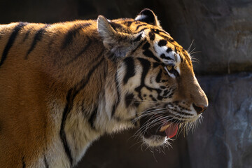 View of the Siberian tiger in the zoo