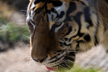 View of the Siberian tiger in the zoo