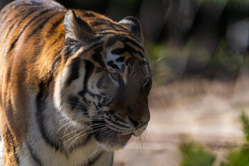 View of the Siberian tiger in the zoo