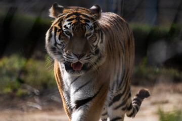 View of the Siberian tiger in the zoo