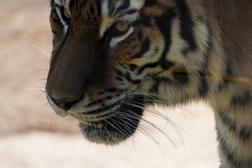 View of the Siberian tiger in the zoo