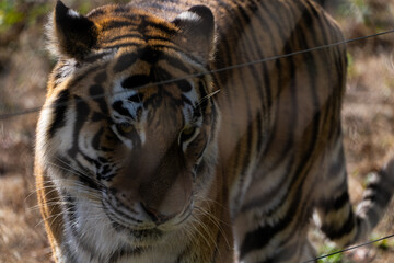 View of the Siberian tiger in the zoo