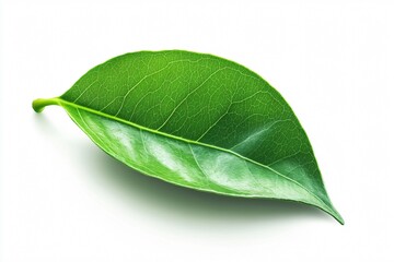 Obraz premium Minimalist Illustration of a Single Green Leaf