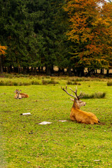 Eine herbstliche Fahrradtour durch den Thüringer Wald auf dem Mommelstein Radweg zwischen Schmalkalden und Brotterode - Thüringen - Deutschland