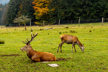Eine herbstliche Fahrradtour durch den Thüringer Wald auf dem Mommelstein Radweg zwischen Schmalkalden und Brotterode - Thüringen - Deutschland