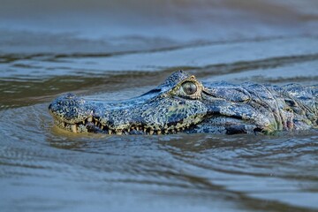 Swimming Caiman - Close up