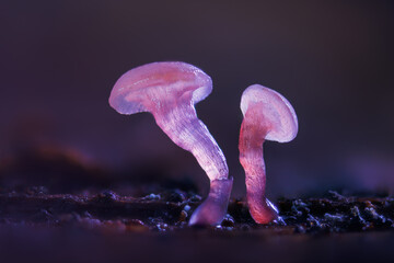 Delicate Mushrooms Beautifully Glowing in the Enchanting and Mysterious Dark of the Forest. Ascocoryne.