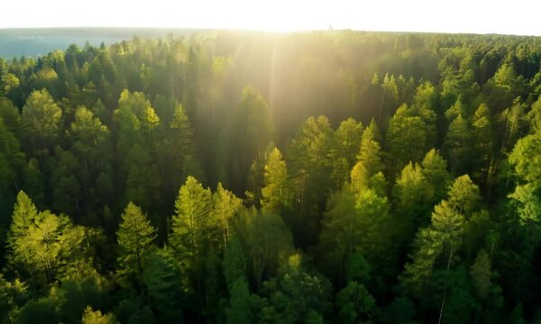 Aerial drone footage over a dense, lush green forest
