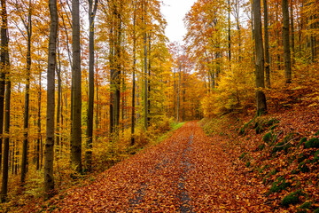Fototapeta premium Eine herbstliche Fahrradtour durch den Thüringer Wald auf dem Mommelstein Radweg zwischen Schmalkalden und Brotterode - Thüringen - Deutschland