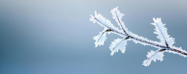 Ice crystals on a branch with soft ambient light, cold winter detail, delicate and serene