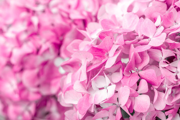 Pink flowers close up. Bouquet of purple flowers. City flower beds, a beautiful and well-groomed garden with flowering bushes.