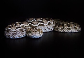 Saw Scaled Viper (Echis carinatus sochureki)