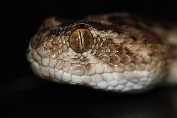 Saw Scaled Viper (Echis carinatus sochureki)