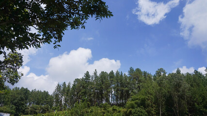 Obraz premium Pine tree with blue sky and clouds on background