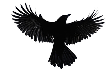 Obraz premium A silhouetted bird with outstretched wings, prominently showcasing its form in flight.