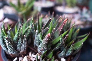 Close-Up of Haworthia Succulent Plant with Spiky Green Leaves. Ideal for succulent enthusiasts, this image captures the intricate beauty and hardy aesthetic of desert plants.