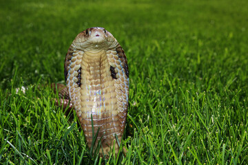 Fototapeta premium Monocled Cobra (Naja kaouthia)