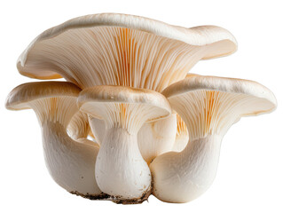 Fototapeta premium Fresh white oyster mushrooms isolated transparent background on transparent background